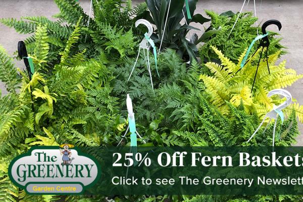 25% Off Fern Baskets,Colourful Flowers And Edible Crops
