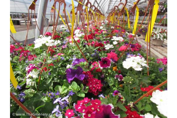 Last Chance for Mixed Hanging Baskets