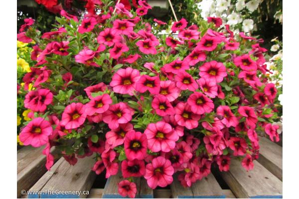 Another Wave of Hanging Baskets Are Here