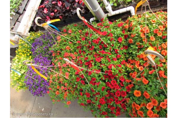 More Hanging Baskets & GIANT Tomatoes!