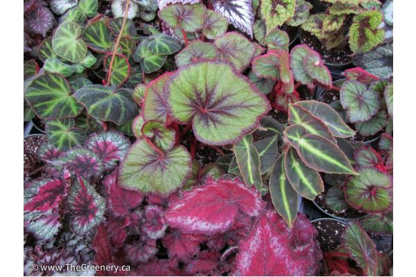Bulbs, Begonias, and Stock Pots Now Available