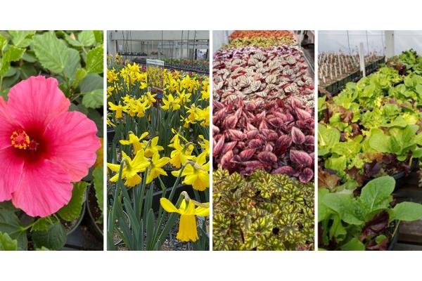 Get Your Garden Ready For Spring