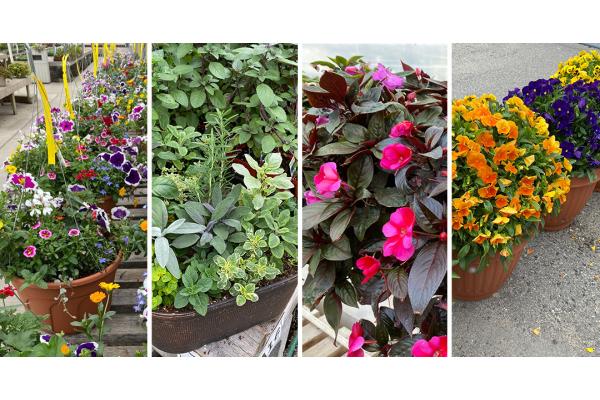 12 Inch Mixed Baskets, 19 Inch Pansy Planters And More Show Plants