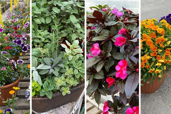 12 Inch Mixed Baskets, 19 Inch Pansy Planters And More Show Plants