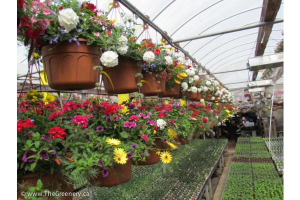 More Hanging Baskets Available!