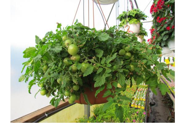 Ready, Set, Grow! Collector Tomatoes & Tropicals