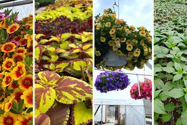 Petunia & Calibrachoa Baskets, Specialty Peppers & Flowering Annuals