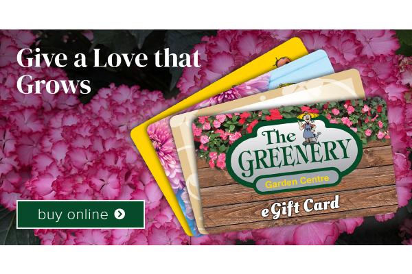 Valentine's Day Gift Card & Opening Date