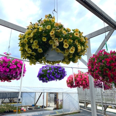 Greenery Garden Centre-Kelowna-Hanging Baskets-Greenhouse Flowers-Outdoor Flowers