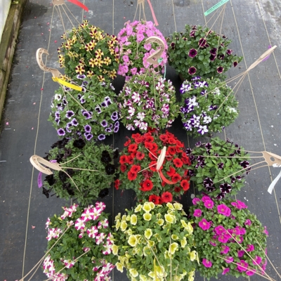 Greenery Garden Centre-Kelowna-Hanging Baskets-Annuals-Perennials-Nursery Flowers