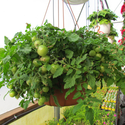 Greenery Garden Centre-Kelowna-Hanging Basket-Tomato-Greenhouse-Vegetable Garden