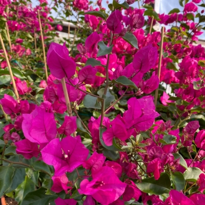 Greenery Garden Centre-Kelowna-Homegrown Flowers