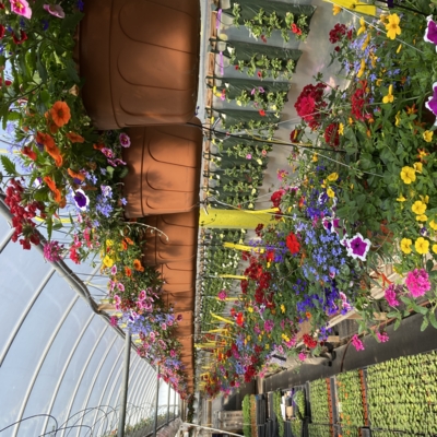 Greenery Garden Centre-Kelowna-Hanging Baskets-Nursery Flowers-Annual-Perennial-Plants