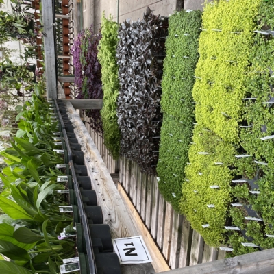 Greenery Garden Centre-Kelowna-Nursery Plants-Outdoor Plants