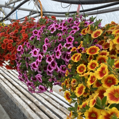 Greenery Garden Centre-Kelowna-Nursery-Hanging Baskets-Annuals-Perennials