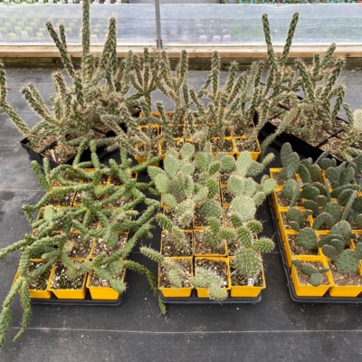 Greenery Garden Centre-Kelowna-Cactus-Desert Plant-Indoor