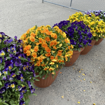 Greenery Garden Centre-Kelowna-Potted Flowers-Annuals-Perennials-Greenhouse