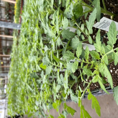Greenery Garden Centre-Kelowna-Edible-Plants-Tomatoes