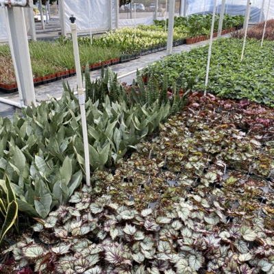 Greenery Garden Centre-Kelowna-Greenhouse-Begonia-Snake-Plants